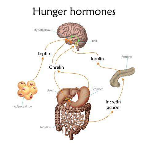 Graf vizualizujúci hormone grelín a leptín v súvislosti so spánkom