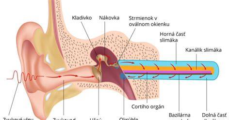 Infografika: Anatómia ucha a cesty infekcie