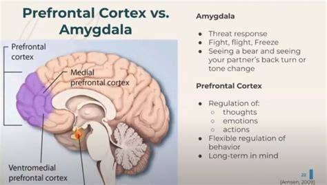 Vizualizácia mechanizmu strachu v dieťati (amygdala vs. prefrontal cortex)