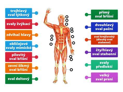 Infografika s ukážkami zvolených základných cvikov a ich činností na svalové partie