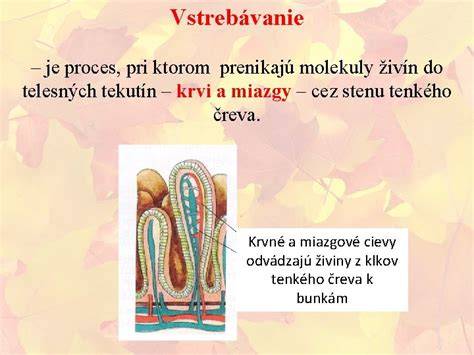 Infografika: Cesty potravy trávicím systémom a vstrebávanie živín