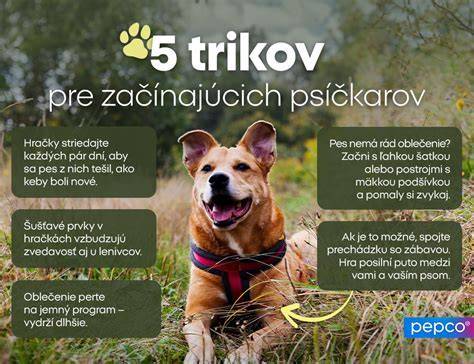 Infografika: Správna diagnostika nadváhy u psa a pravidlá kŕmenia