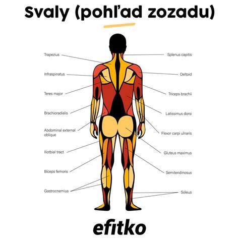 Infografika: Anatomia chrbta a hlavné svalové skupiny