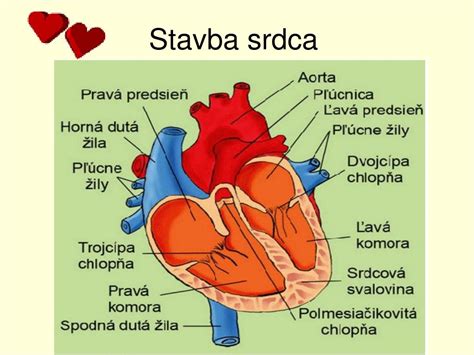 Schema srdca a krvného obehu
