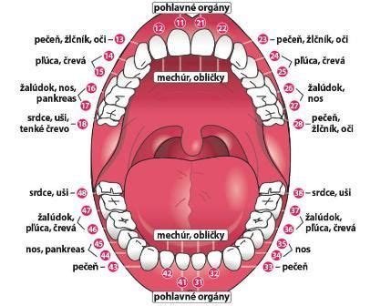 Ilustrácia anatomical-artikulácia ústnych orgánov: jazyk, pery, zuby, uzdička