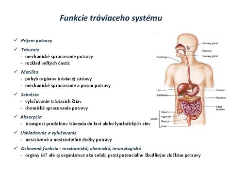 Štruktúra tráviaceho systému bábätka