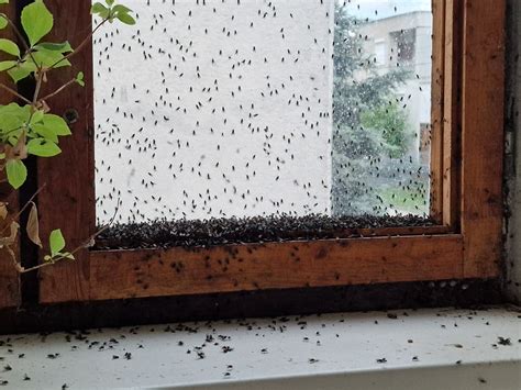 Citrón s klinčekmi ako odpudzovač hmyzu