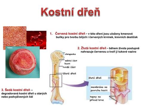 Schéma tvorby surfaktantu v pľúcach