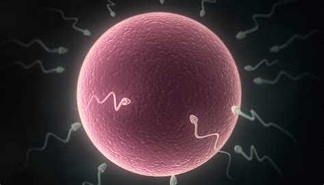 Infografika o IVF procesoch: stimulácia, odber vajíčok, fertilizácia, transfer