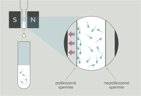 Graf znázorňujúci životnosť spermií v rôznych podmienkach