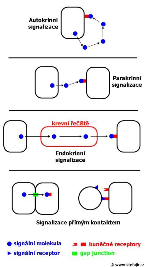 Schéma procesu kryokonzervácie embryí a kryoembryotransfer
