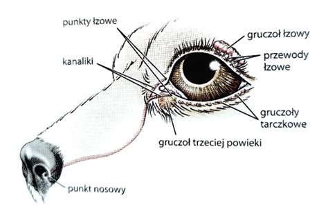 Ilustrácia pôrodu u psa