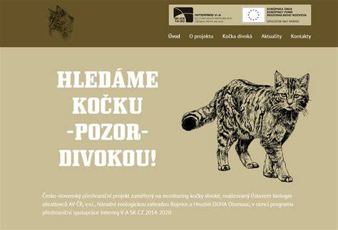 Infografika: Porovnanie gravidity mačky domácej a divej a časového harmonogramu