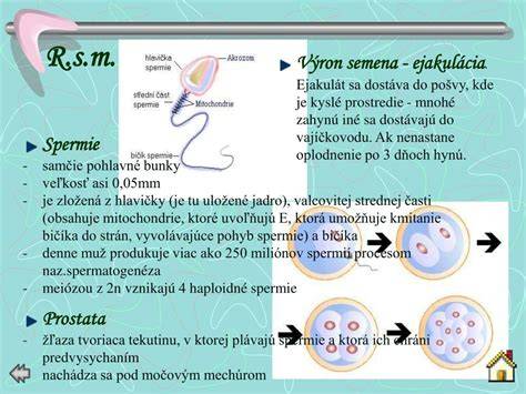 Infografika: Porovnanie stavby rozmnožovacej sústavy ženy a muža
