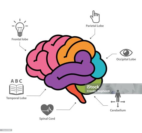 Infografika anatomie panvy sučky a priechod plodov