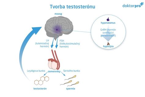 Infografika: Ako funguje hCG v organizme a jeho účinky na testosterón