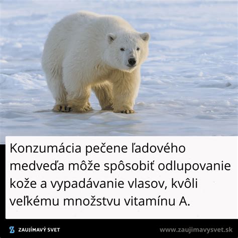 Porovnanie ľadového medveďa a medveďa hnedého