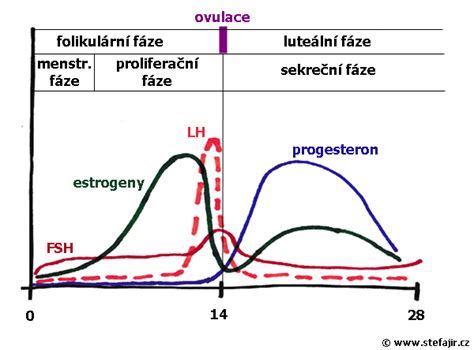 Hlien počas ovulácie a plodné dni: čo potrebujete vedieť o prirodzenej identifikácii plodného obdobia