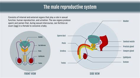 Infografika: anatomy of the male reproductive system and common cysts