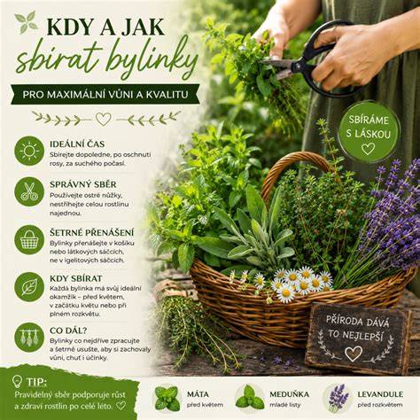 Infografika: Bezpečné bylinky počas tehotenstva