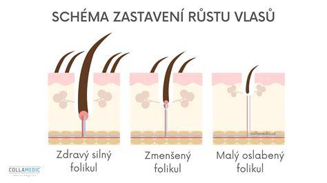 Infografika: Vlasový folikul a rastové fázy