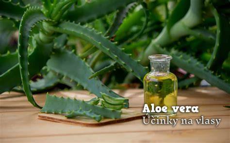 účinky aloe vera na plodnosť a otehotnenie: čo hovoria skúsenosti a vedecké poznatky