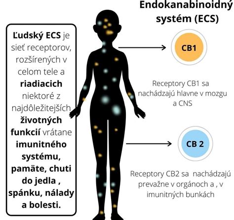 Infografika: Ako funguje rovnovážny systém a čo ho môže vyvolať