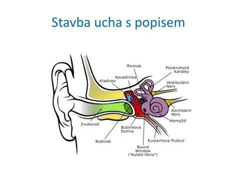 Infografika: Rozdelenie porúch sluchu a možnosti liečby