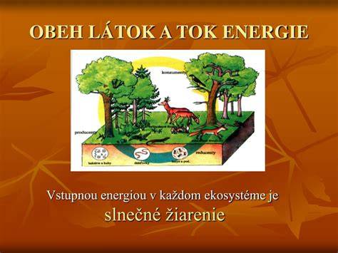 Infografika: Tok látok, energie a informácií v organizme