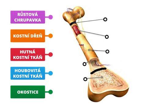 Infografika: Stavba kosti, rozdelenie na kompaktne a spongiózne tkanivo, osifikačné procesy, a osifikácia