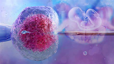 Infografika: postup IVF (IVF - in vitro fertilizácia) - odber vajíčok, oplodnenie v laboratóriu, transfer do maternice