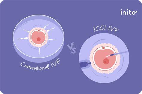 Infografika: Proces IVF a ICSI