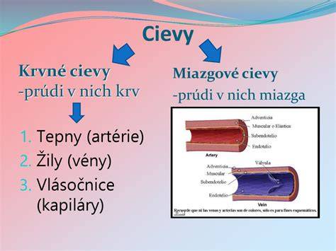 Infografika znázorňujúca krvné cievy, srdce a prekrvenie končatín, ako aj vplyv Raynaudovej choroby a diabetes na periférny obeh