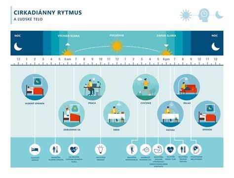 Infografika: Cirkadiánny rytmus a jeho fázy