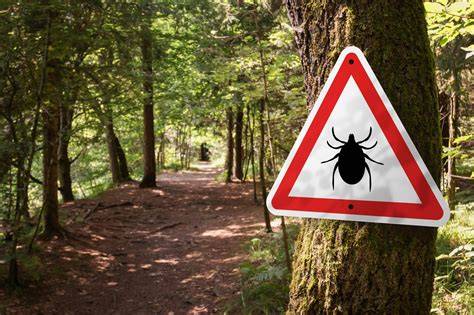 Prirodzený a komplexný prehľad o ovčích kiahňach: príznaky, priebeh, prevencia a liečba
