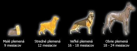 Infografika: Vývoj mačiatka od narodenia po dospelosť