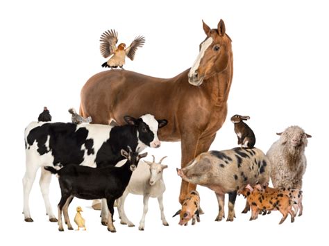 Jasle pre hospodárske zvieratá: Praktické riešenia pre kŕmenie