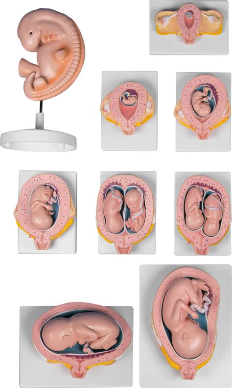 embryo v maternici