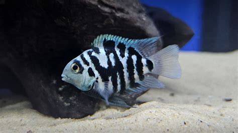 Vzhľad a telesné črty Polar Blue Parrot Cichlid - ikonický hrb na čele a modré sfarbenie