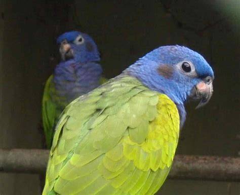 Kocik parrot blue: vlastnosti a informácie