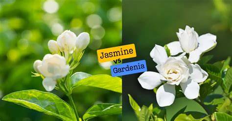 Infografika: Porovnanie podvozkov Jasmine Camino vs. Jasmine Bennetta Classic