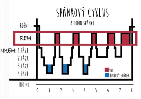Schéma spánkových fáz