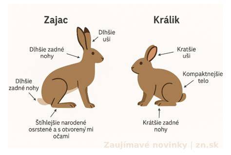 Grafika znázorňujúca dĺžku gravidity u králikov a rozdiely s zajacom