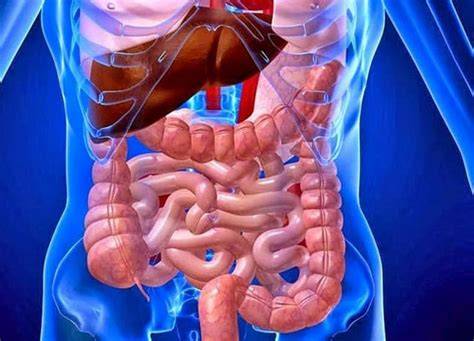 Infografika: Anatomia tráviaceho traktu kôz a porovnanie s ovcou
