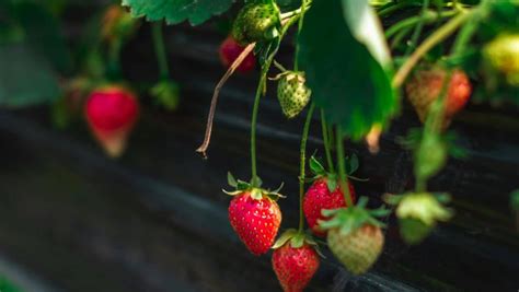 Jahody pre deti: Kedy začať a na čo si dať pozor