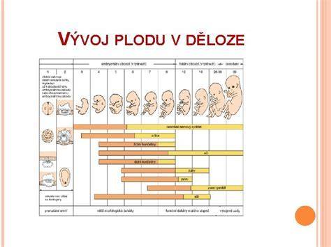 Infografika: Morfologický ultrazvuk - časová os a hlavné body vyšetrenia