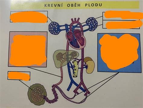Schéma manuálneho obratu plodu