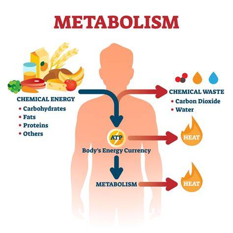 Metabolic_Balance_diagram.jpg