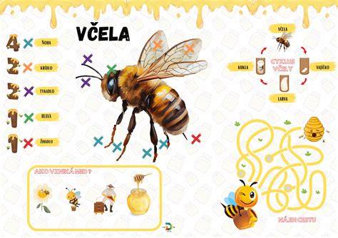Infografika: Cesta včely od kvetu po med