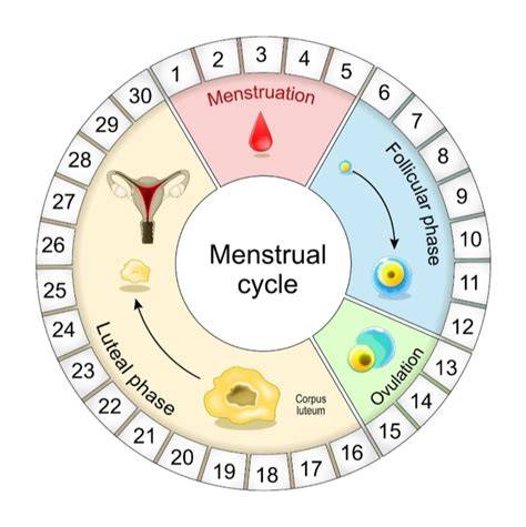 Infografika - priebeh menštruačného cyklu, ovulácie a možné vplyvy materskej kašičky na hormonálnu rovnováhu